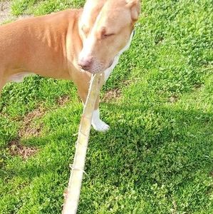 Meet your Posher, Zonith